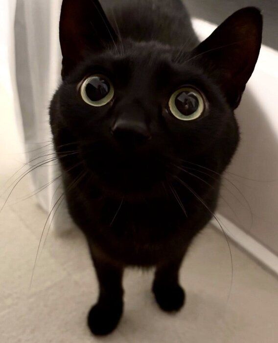 まんまるおめめのうにくん