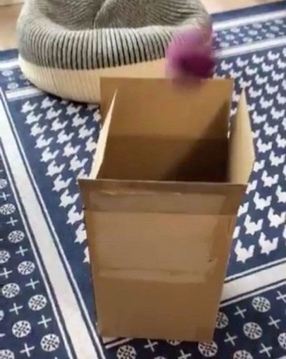 ボールを追いかけるつぐまるくん
