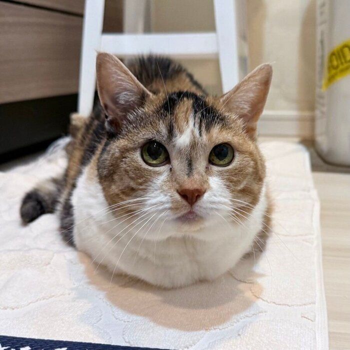 大の字猫 大の字”で眠る猫を撮影していたら→足の指を「グッパァ」 予想外
