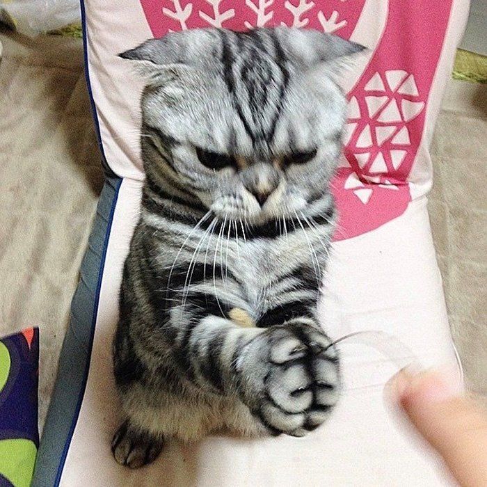 @tacos_cat