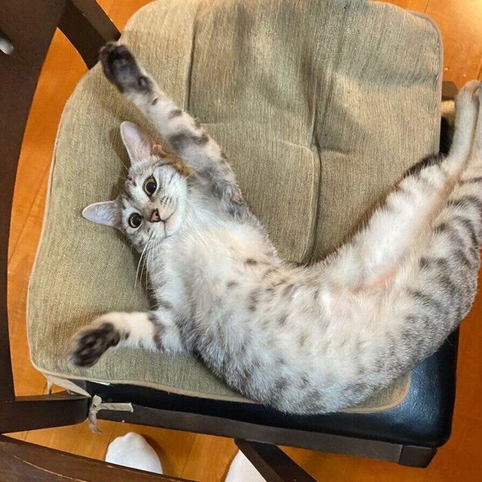 仰向けで体をくねらせる猫(メス)