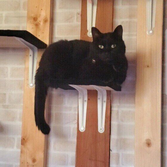 見つめる黒猫