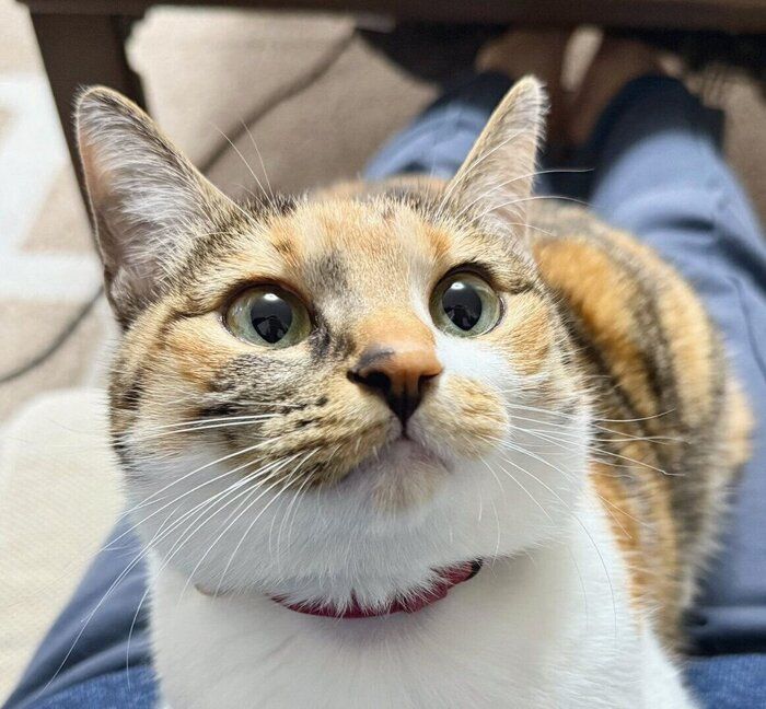 飼い主さんの膝の上でまったりするこはくちゃん