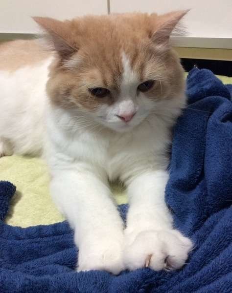 ふみふみしているスコティッシュフォールド