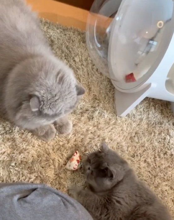 酔っ払う猫