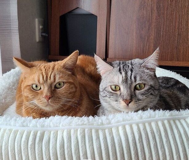 りくくんとむくちゃん