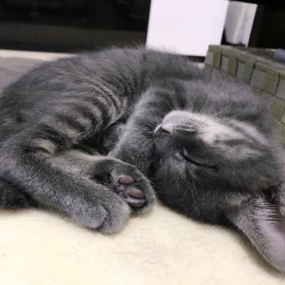 眠る猫