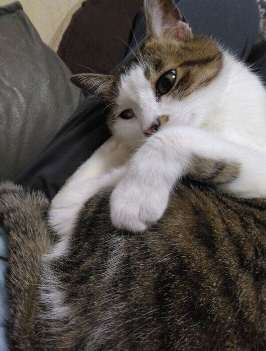 丸まってリラックスするすてらちゃん