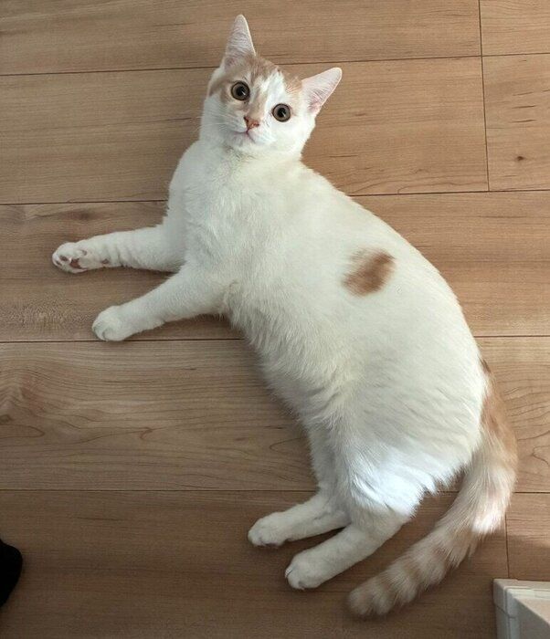 寝そべって飼い主を見上げるマンチカン