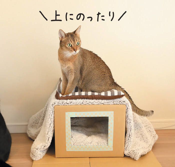 段ボールハウスの上に乗る猫