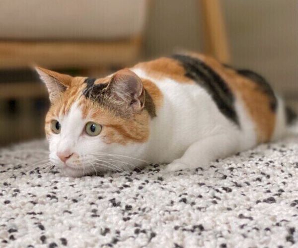 ねこのきもちweb Magazine それでもやっぱり猫が好き ねこのきもちweb Magazine それでもやっぱり猫が好き