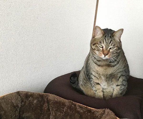 座る猫