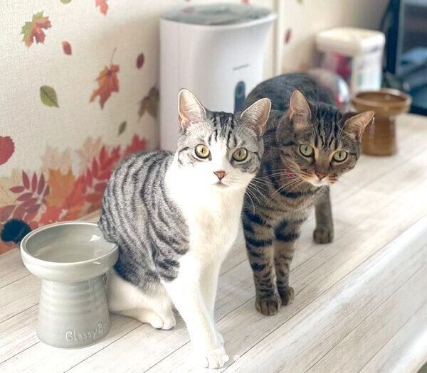 見つめるコトラくんとコユキくん