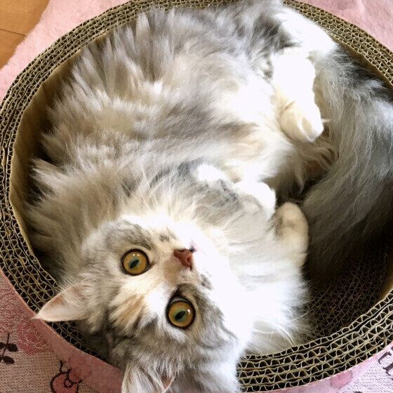 ミヌエットのみみいちゃん