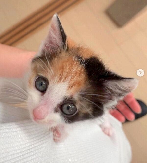 飼い主さんの体をよじ登るめんまちゃん
