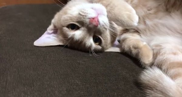 見つめる猫