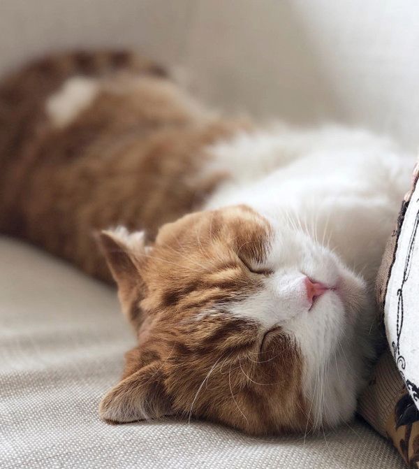 写真を撮られたくない猫