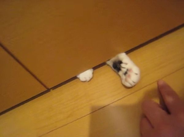 猫の肉球