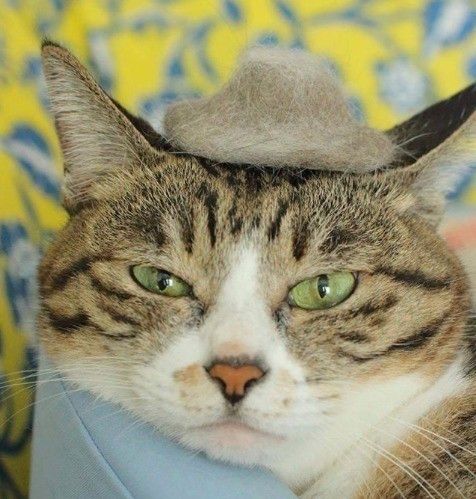 テンガロンハットのような抜け毛帽子をかぶる猫