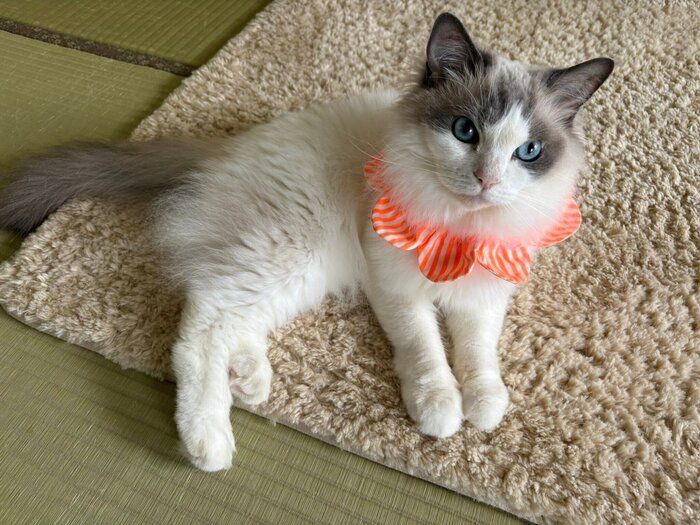 7才になったテネルちゃん