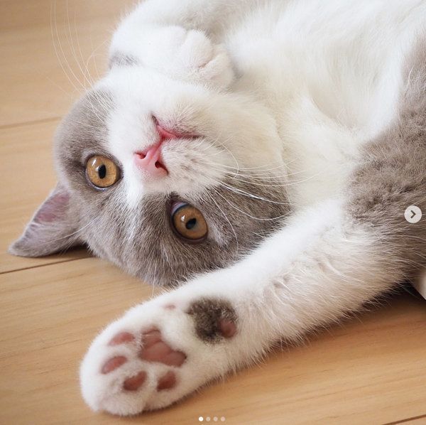 チロルちゃん