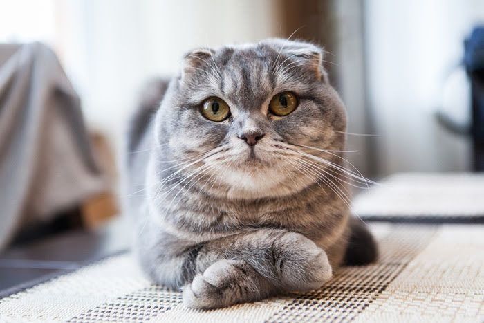 グレーの猫