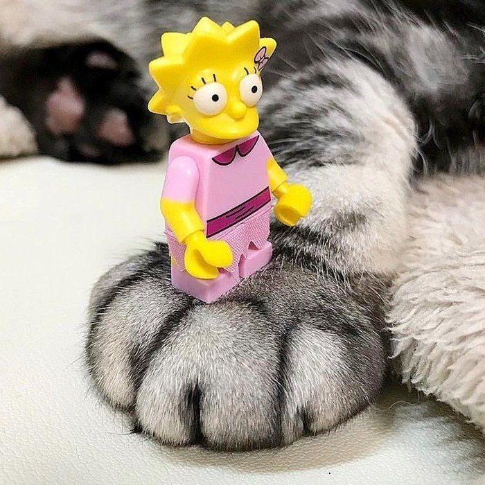 @tacos_cat