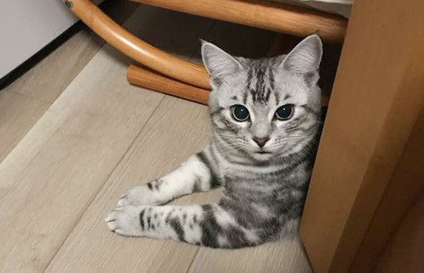 見つめる猫