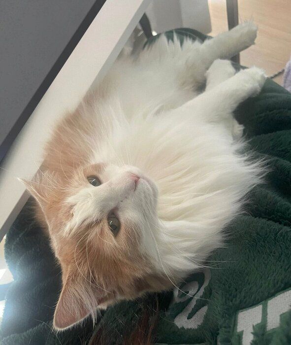 まったりする博士くん