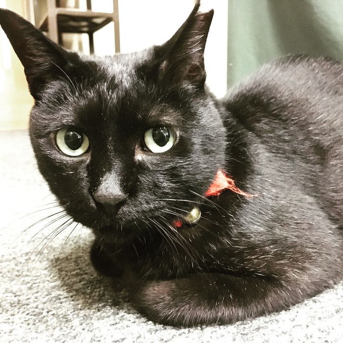 黒猫の“のんこ”店長