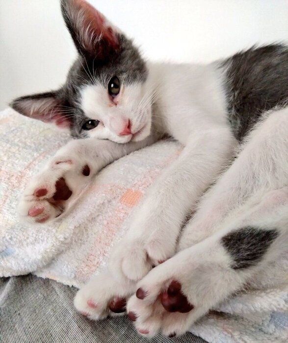 くつろいでいるの子猫