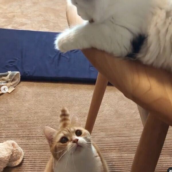 バトルが始まりそうなミオくんとソワくん