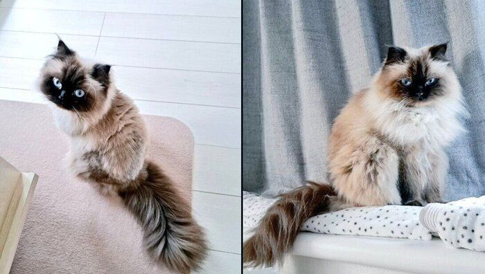 ハルくんの毛量ビフォーアフター。