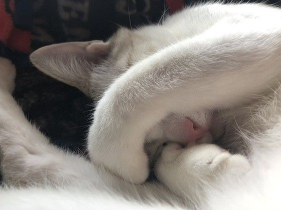 眩しいにゃ~