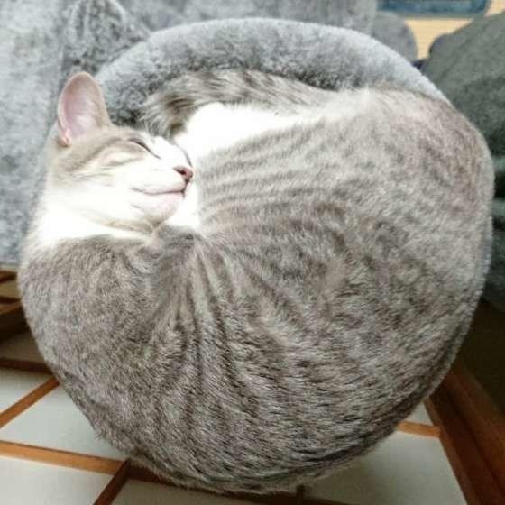 まるくなって眠るサバトラ猫