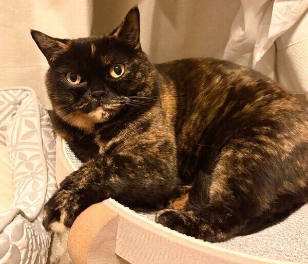 まったりするめいちゃん