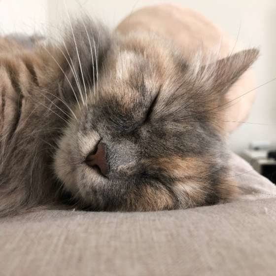 眠る猫