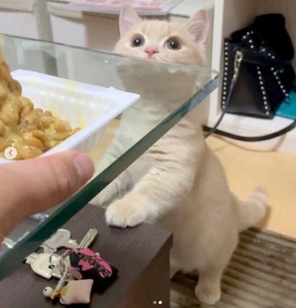 納豆をガン見するむぎくん