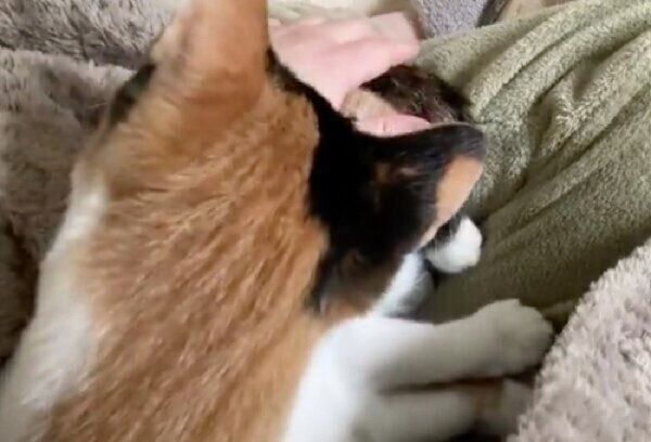 膝をふみふみ