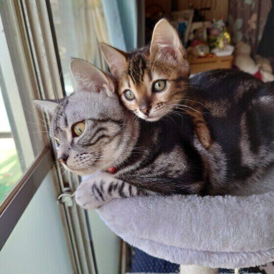 くっつく猫