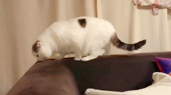 ソファの背もたれでくつろぐライくん