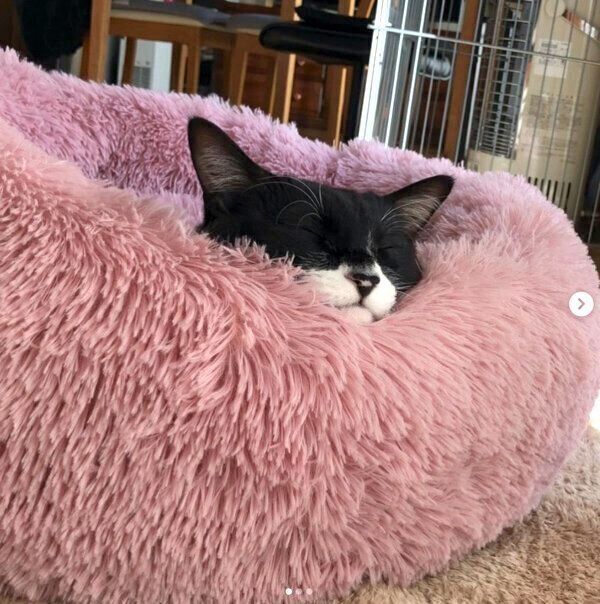 ニトリのペットベッドで眠るまめくん