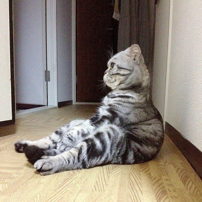 @tacos_cat