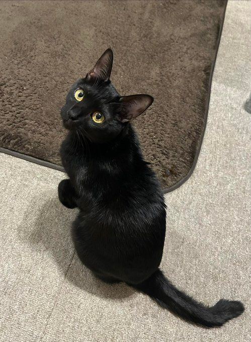 飼い主を見上げる猫