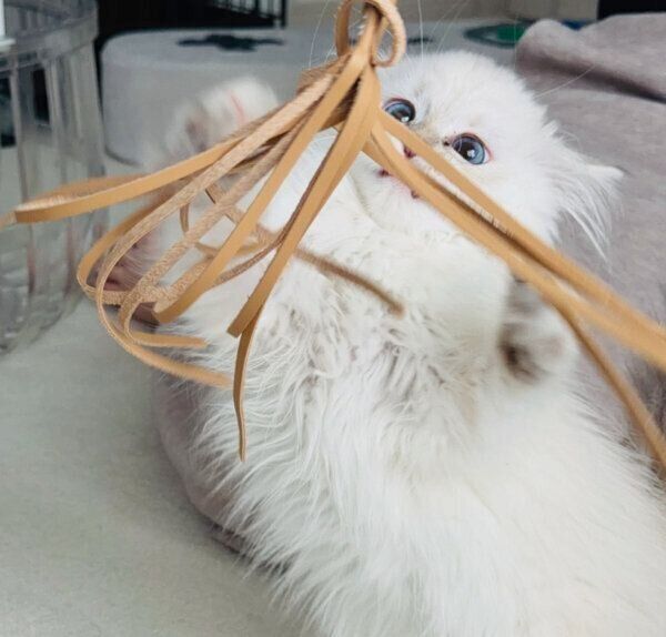 猫じゃらしで遊ぶエトちゃん