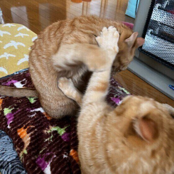 同居猫どうしがケンカしがち 飼い主ができる対処法を獣医師に聞いた ねこのきもちweb Magazine