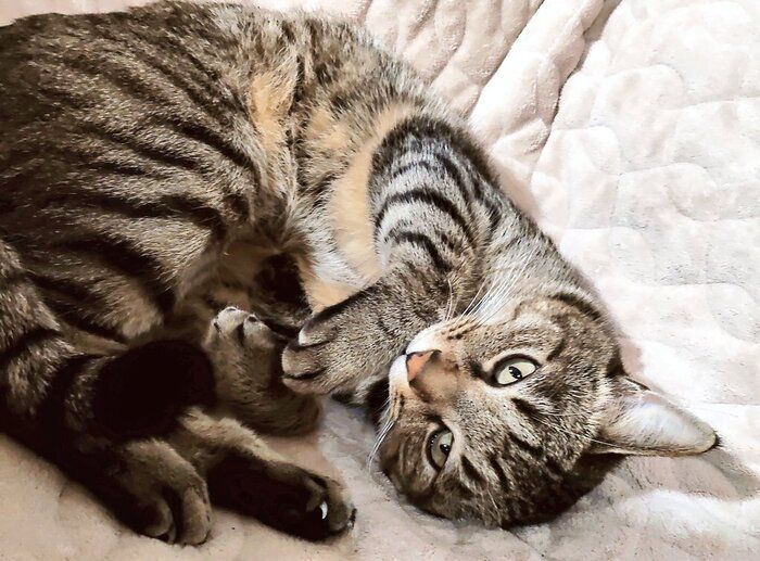 寝転んで飼い主を見る猫