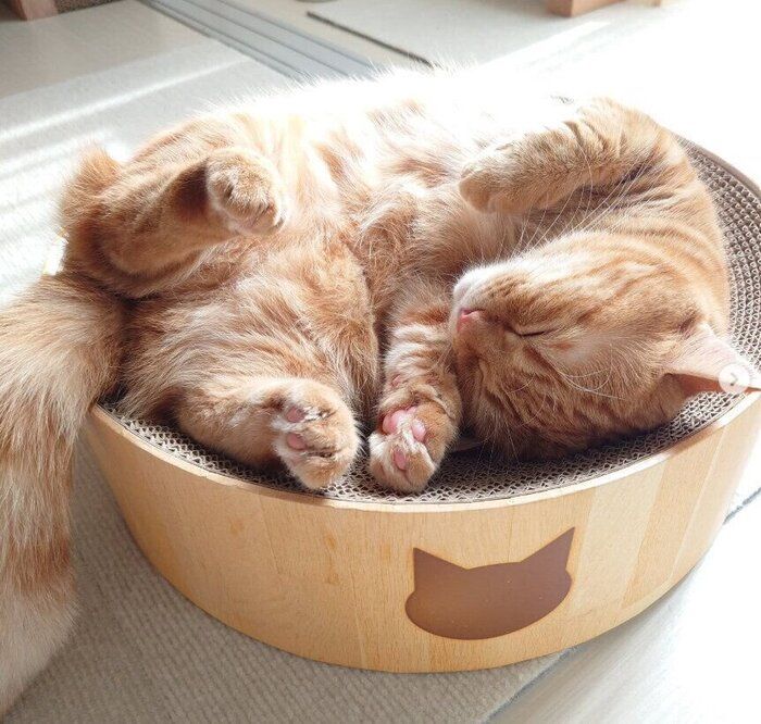 お昼寝しているマンチカン