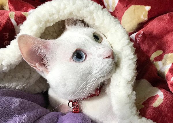 見つめる猫