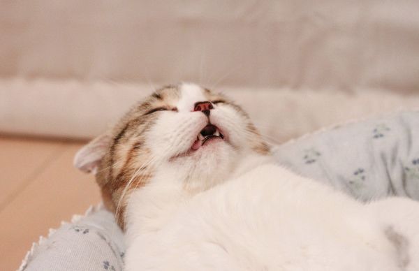 変顔する猫
